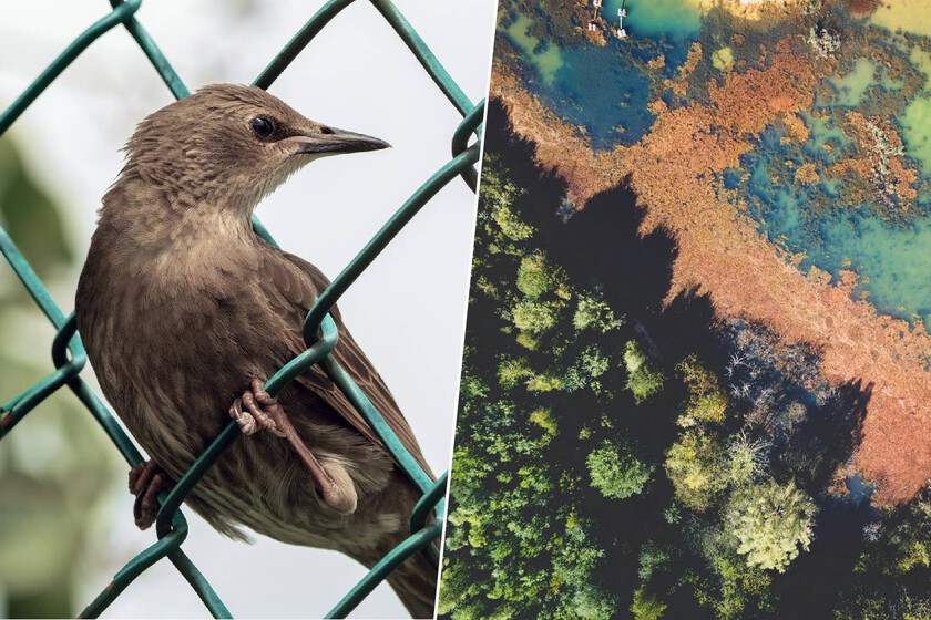 más de 1.200 especies exóticas llegaron para quedarse
 – El diario andino