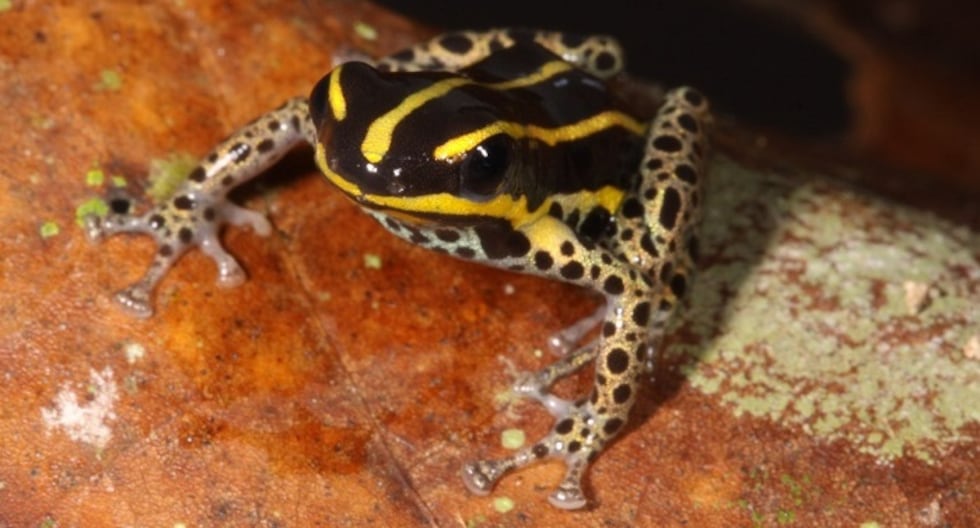 Ucayali: nueva especie de rana descubierta en el Parque Nacional Alto Purús | último | PERÚ

 – El diario andino