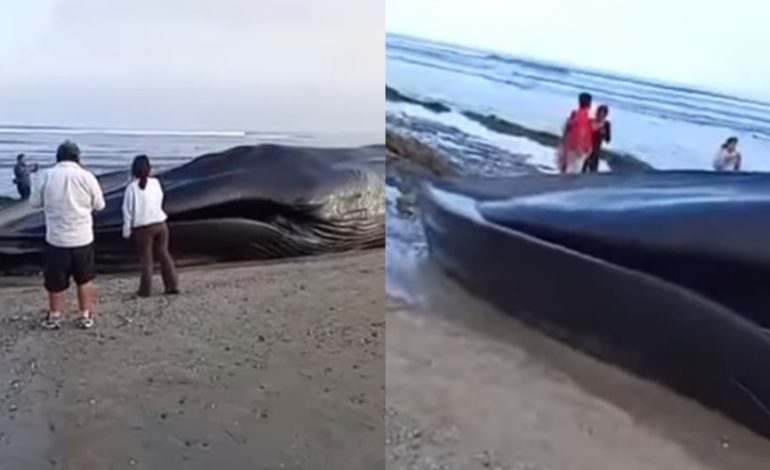 Tumbes: gran ballena aparece varada en la playa de Punta Sal | último | PERÚ
– El diario andino