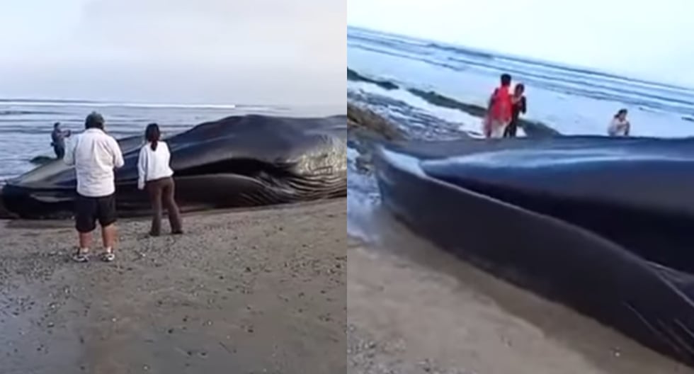 Tumbes: gran ballena aparece varada en la playa de Punta Sal | último | PERÚ

 – El diario andino