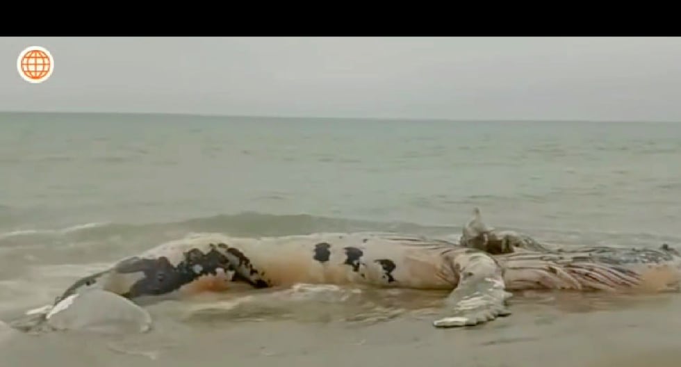 Tumbes: encuentran por tercera vez una ballena varada | PERÚ

 – El diario andino