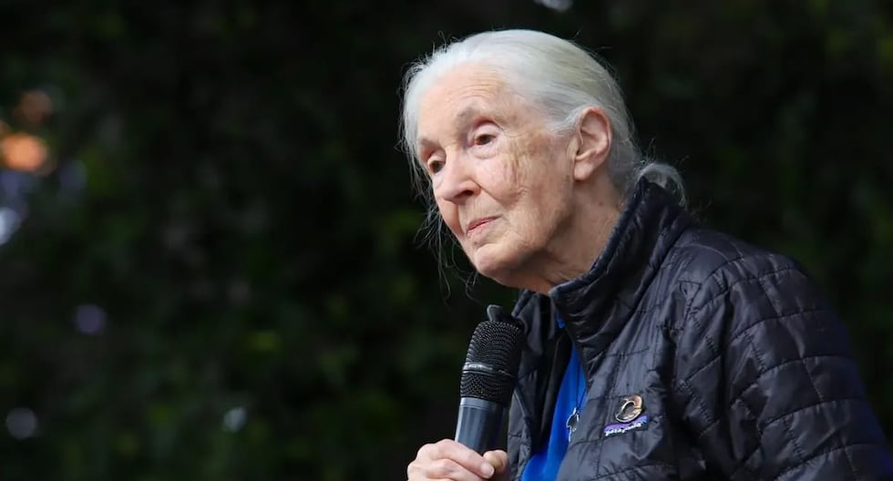Jane Goodall murió, experta reconocida de primates, a los 91 años | Últimos Estados Unidos | MUNDO

 – El diario andino