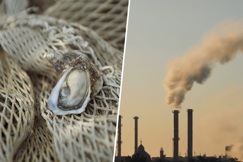 Hay muchas maneras de revertir el calentamiento global, pero ninguna tan sabrosa como cultivar ostras a gran escala.

 – El diario andino