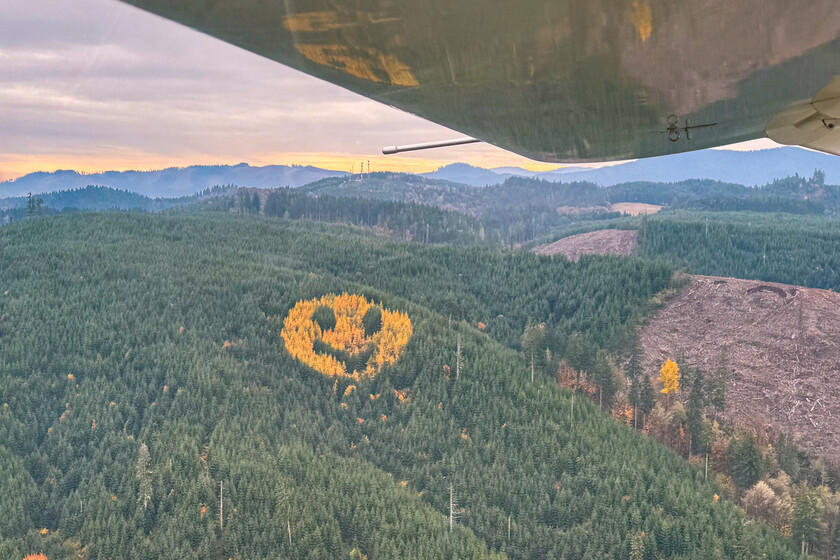 En Oregón hay un bosque con un tatuaje que aparece cada otoño: un emoji gigante

 – El diario andino