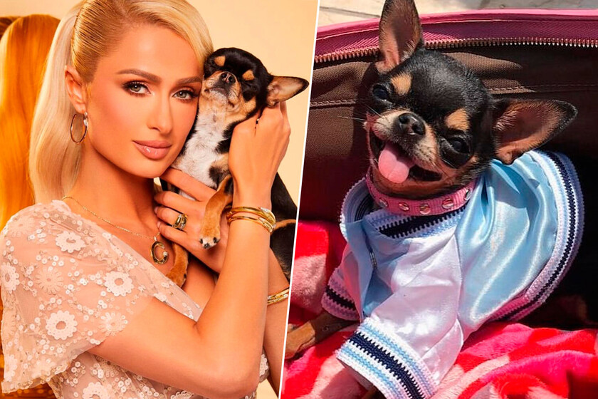 Paris Hilton perdió a su perro y lo clonó

 – El diario andino