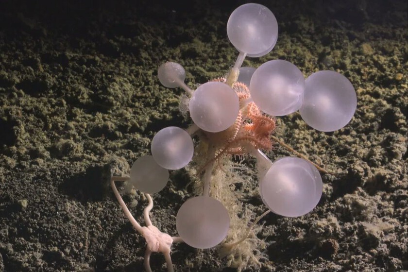 los extraños habitantes del abismo antártico

 – El diario andino