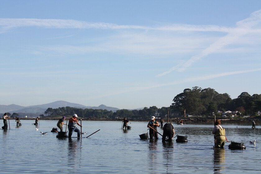 En Galicia, los mariscadores capturan almejas y luego las devuelven al mar. Hay una razón y está en Canadá.

 – El diario andino