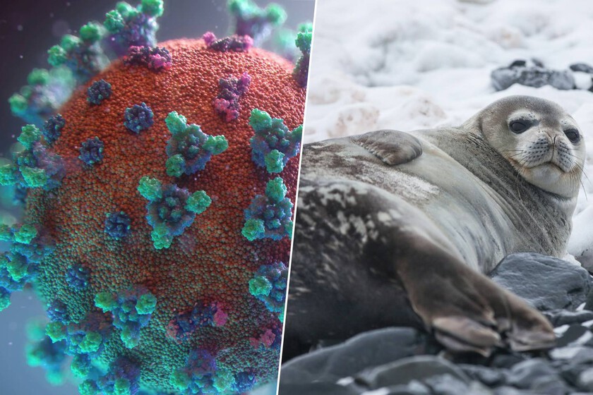 La mitad de las hembras de foca ya han desaparecido.

 – El diario andino