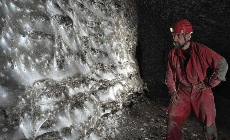 Una telaraña de 100 metros cuadrados donde conviven en paz dos especies enemigas

 – El diario andino