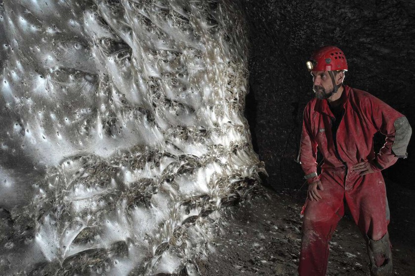 Una telaraña de 100 metros cuadrados donde conviven en paz dos especies enemigas

 – El diario andino