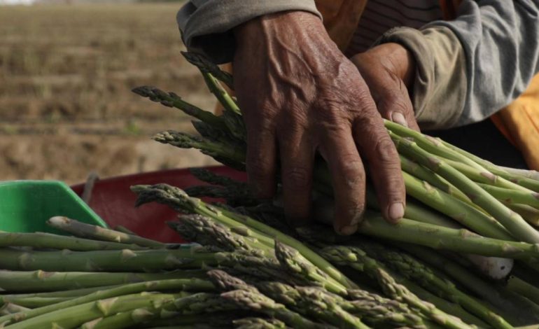 Pequeños agricultores peruanos afectados por los aranceles estadounidenses

 – El diario andino