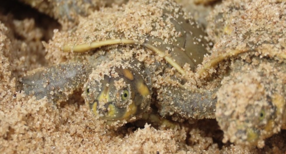 Liberan más de 6.500 taricayas crías al río del Parque Nacional Sierra del Divisor | Lo último | PERÚ

 – El diario andino