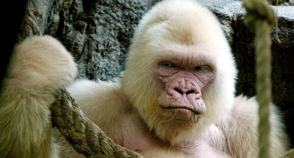 Aniversarios del 24 de noviembre: ¿Qué pasó en el mundo un día como hoy? | Copo de nieve | Barcelona | Gorila blanco | Lo último | MUNDO

 – El diario andino