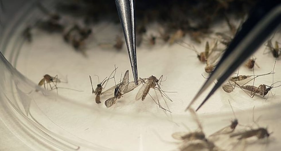 Bacteria Wolbachia contra el dengue: cuándo inicia liberación de miles de mosquitos para reducir enfermedad | LIMA – El diario andino