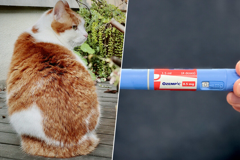 El problema de «mi gato está gordo» es tan común que a la industria se le ha ocurrido una idea: «Ozempic para gatos»

 – El diario andino