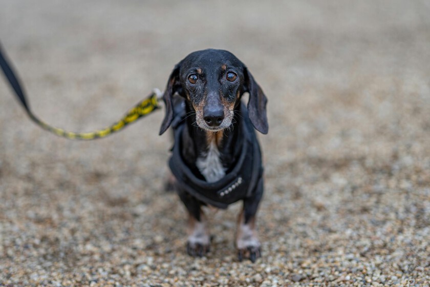 Un perro se perdió en 2021 en Estados Unidos. Cinco años después ha aparecido a 3.700 kilómetros de su casa

 – El diario andino