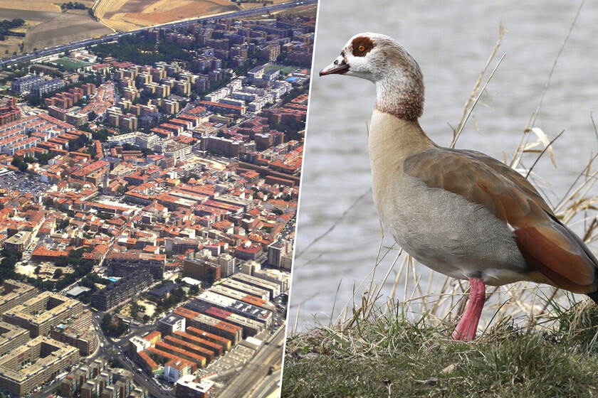 Torrejón de Ardoz tiene un plan para controlar sus gansos, loros, conejos y palomas. Uno de 150.000 euros

 – El diario andino