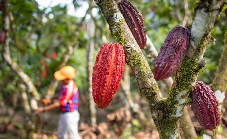Cacao peruano para Navidad: consejos para disfrutar del chocolate en Nochebuena | SON

 – El diario andino