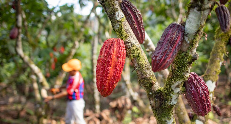 Cacao peruano para Navidad: consejos para disfrutar del chocolate en Nochebuena | SON

 – El diario andino