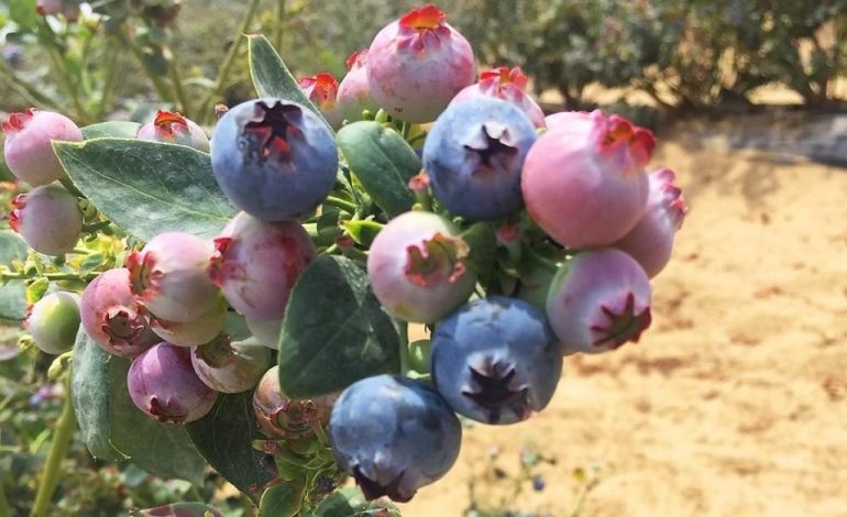 Perú es el primer productor mundial de arándanos

 – El diario andino