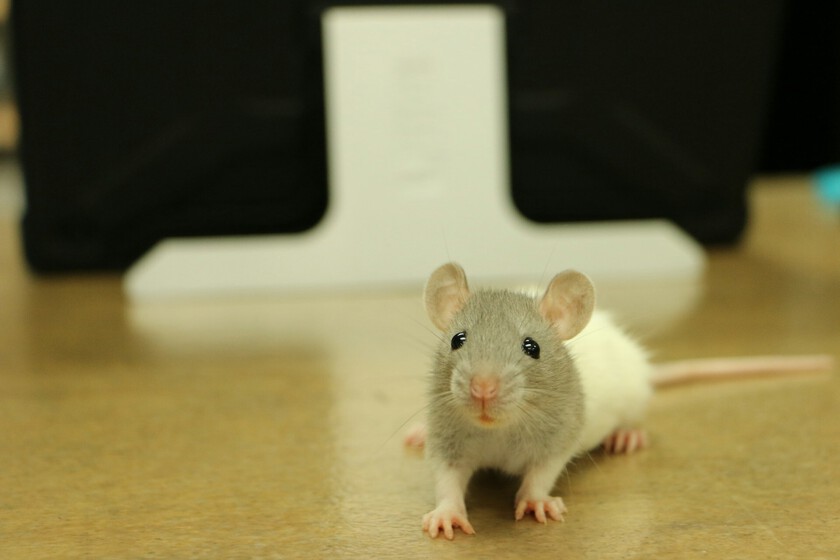 El problema de la experimentación con animales no es la falta de ética, es que la ciencia aún no tiene un plan B

 – El diario andino