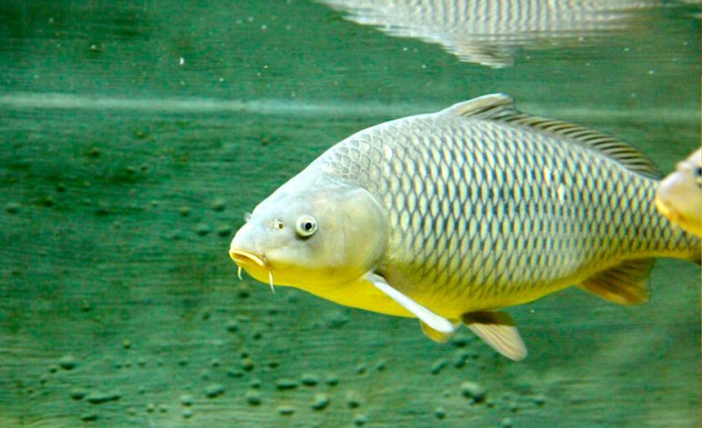 Llevamos siglos luchando con espinas de pescado. China acaba de ganar la guerra con tijeras moleculares

 – El diario andino
