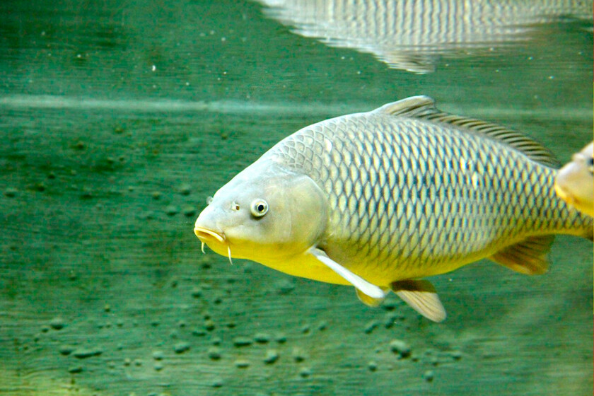 Llevamos siglos luchando con espinas de pescado. China acaba de ganar la guerra con tijeras moleculares

 – El diario andino