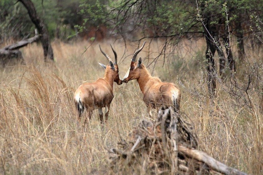 La compleja ciencia detrás del contacto nariz con nariz en el reino animal

 – El diario andino