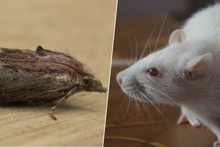 La ciencia llevaba años buscando una alternativa a los ratones de laboratorio sin éxito. Hasta que encontró las polillas

 – El diario andino