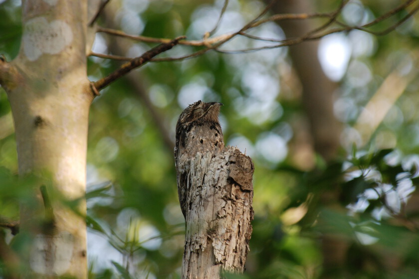 En Sudamérica existe un pájaro que se camufla como un trozo de madera. Y un joven uruguayo se ha empeñado en encontrarlo

 – El diario andino