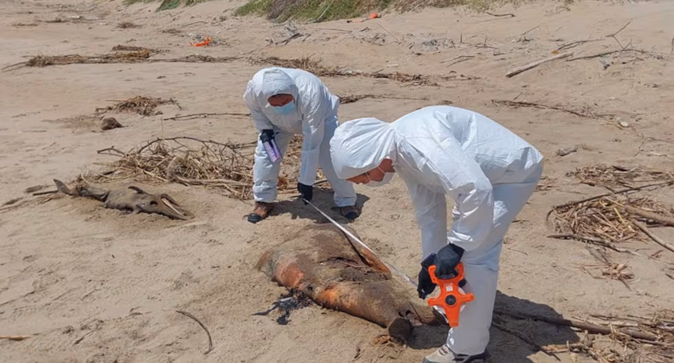 Piura: Reportan varamiento de fauna marina en la zona norte de Yacila Niño Costero el último

 – El diario andino