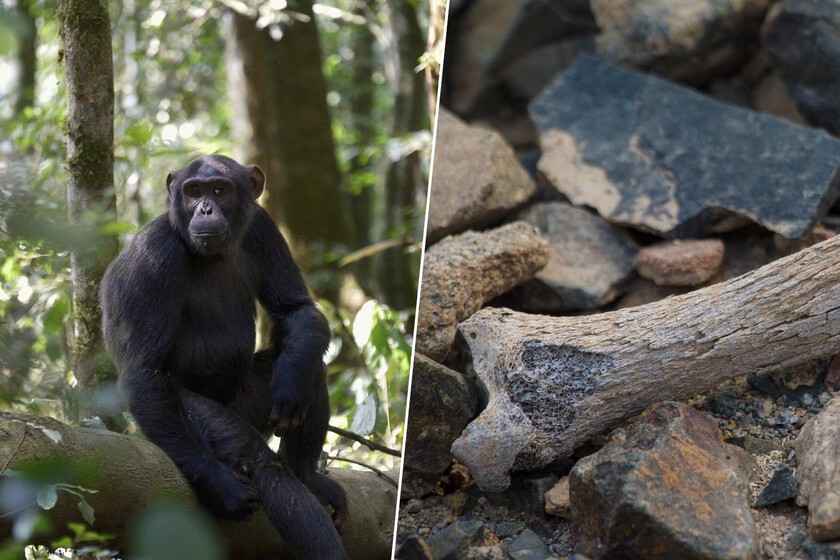 Pensábamos que los seres humanos empezaban a caminar en África. Este fósil de 7,2 millones de años dice lo contrario

 – El diario andino