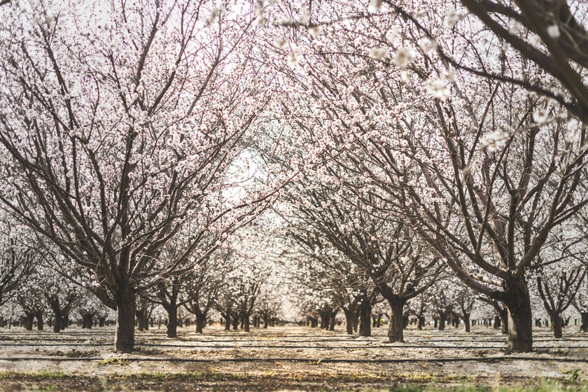 Los almendros de toda España ya están en flor y eso es una fantástica noticia para el sector. O también un desastre

 – El diario andino