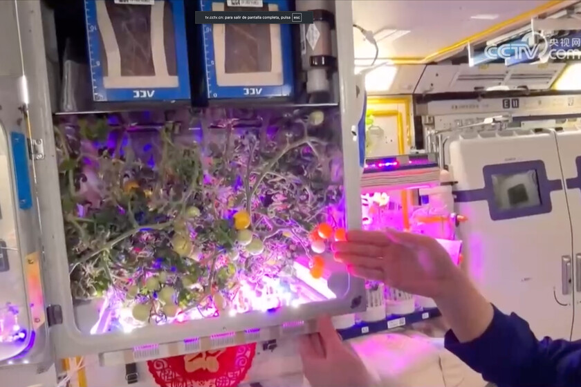 tus astronautas acaban de cosecharlos

 – El diario andino