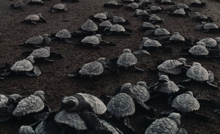 Una de las 100 especies más dañinas del mundo se ha instalado en España. Es una linda tortuga domestica.

 – El diario andino