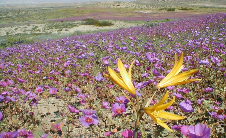La lluvia ha transformado el desierto más seco del planeta en un mar de flores. Es un espectáculo digno de contemplar y un problema para los expertos.

 – El diario andino