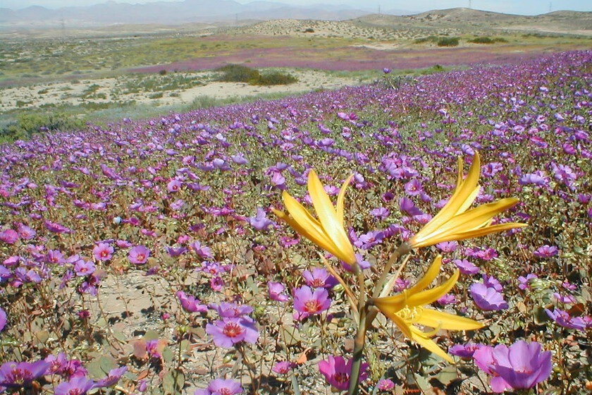 La lluvia ha transformado el desierto más seco del planeta en un mar de flores. Es un espectáculo digno de contemplar y un problema para los expertos.

 – El diario andino