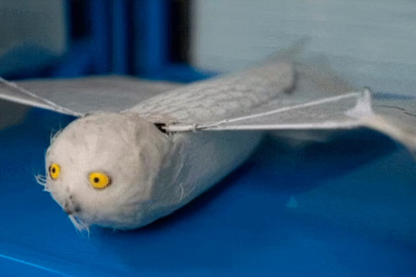 en China exploran una alternativa inspirada en la naturaleza

 – El diario andino