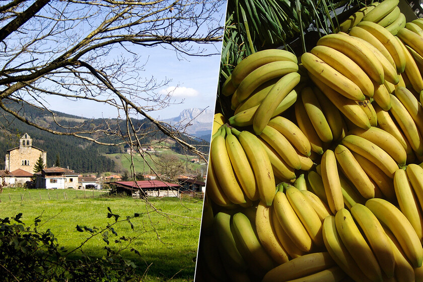 Hay una empresa vasca que está haciendo fortuna con un negocio inesperado: madurar plátanos de Canarias

 – El diario andino