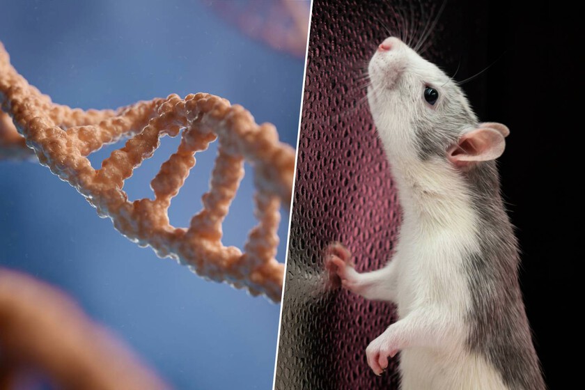 Japón lleva 20 años clonando el mismo ratón continuamente. En la 58ª generación, la biología ha dicho «basta»

 – El diario andino