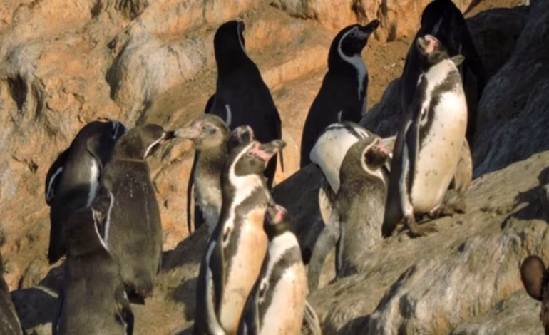 Semana Santa: Sernanp lanza promoción 2×1 para visitar espacios naturales durante vacaciones largas | el último

 – El diario andino