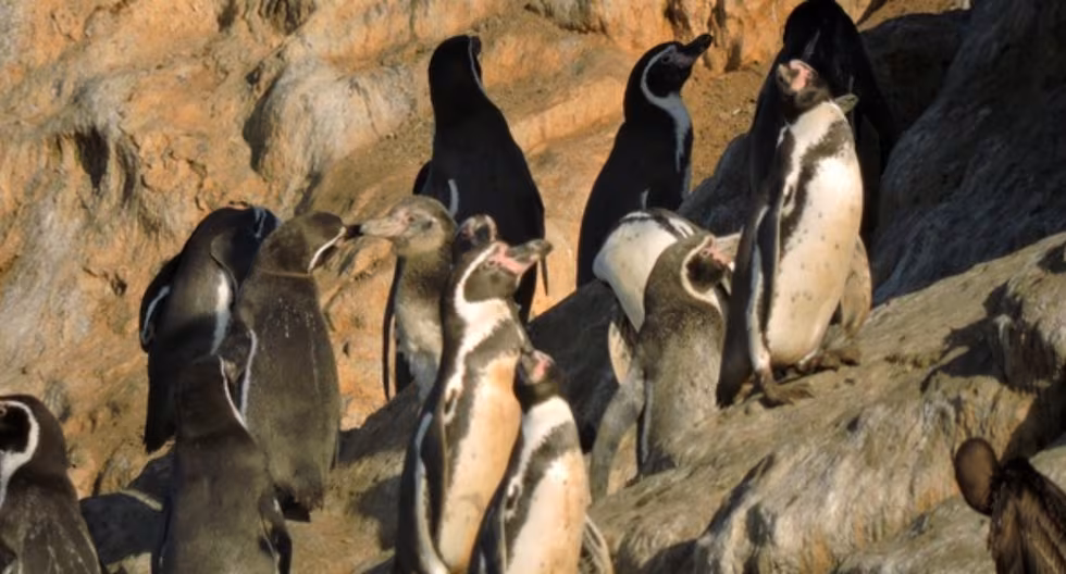 Semana Santa: Sernanp lanza promoción 2×1 para visitar espacios naturales durante vacaciones largas | el último

 – El diario andino