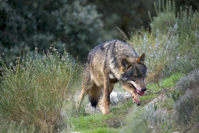 Mientras España hace todo lo posible para preservar al lobo ibérico, un grupo tiene ideas muy diferentes: los ganaderos

 – El diario andino