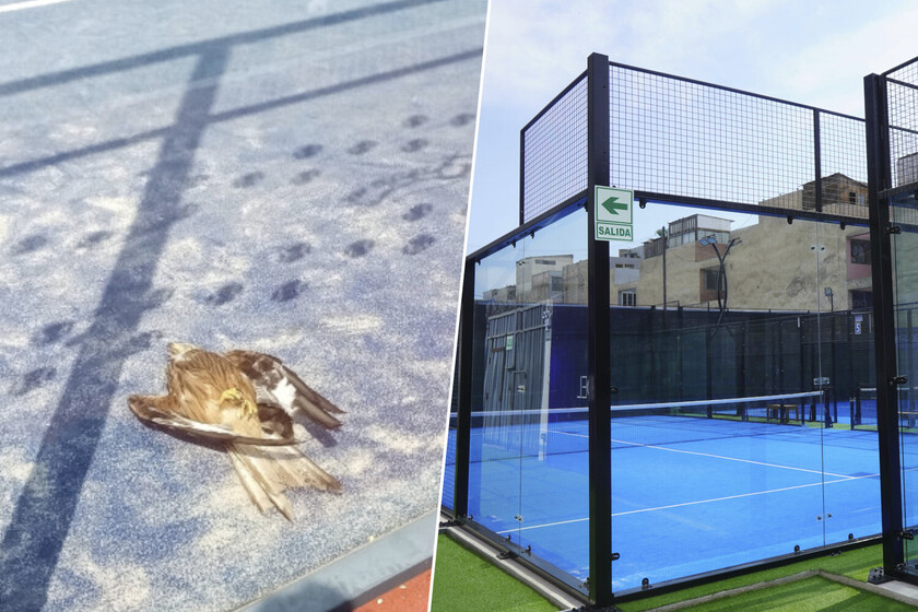 miles y miles de pájaros muertos

 – El diario andino